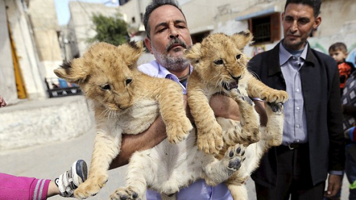 FOTOREPORT: Membrii adorabili ai unei familii din Gaza sunt hrăniţi ZILNIC cu kilograme de carne