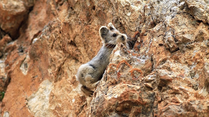 O vietate rară care seamănă cu un ursuleț, fotografiată după 30 de ani de mister (FOTO)