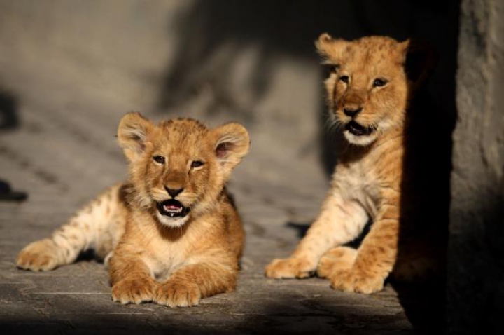 FOTOREPORT: Membrii adorabili ai unei familii din Gaza sunt hrăniţi ZILNIC cu kilograme de carne