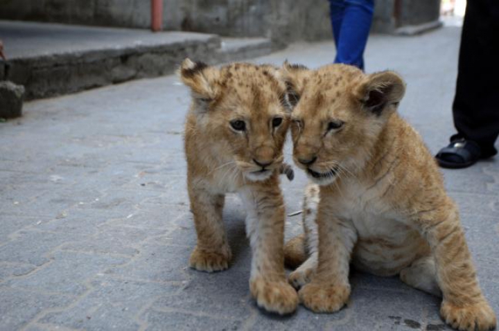 FOTOREPORT: Membrii adorabili ai unei familii din Gaza sunt hrăniţi ZILNIC cu kilograme de carne