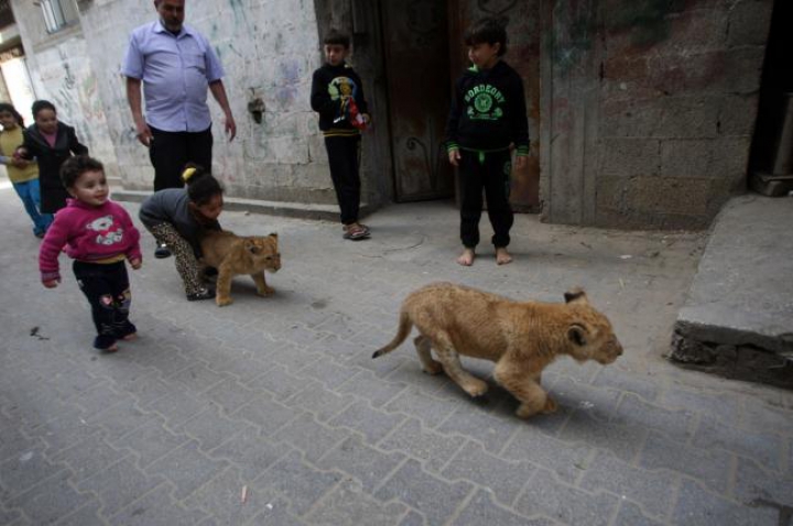 FOTOREPORT: Membrii adorabili ai unei familii din Gaza sunt hrăniţi ZILNIC cu kilograme de carne