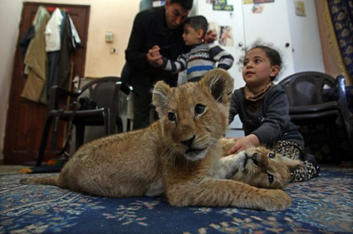 FOTOREPORT: Membrii adorabili ai unei familii din Gaza sunt hrăniţi ZILNIC cu kilograme de carne