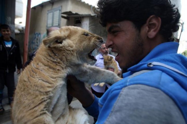 FOTOREPORT: Membrii adorabili ai unei familii din Gaza sunt hrăniţi ZILNIC cu kilograme de carne