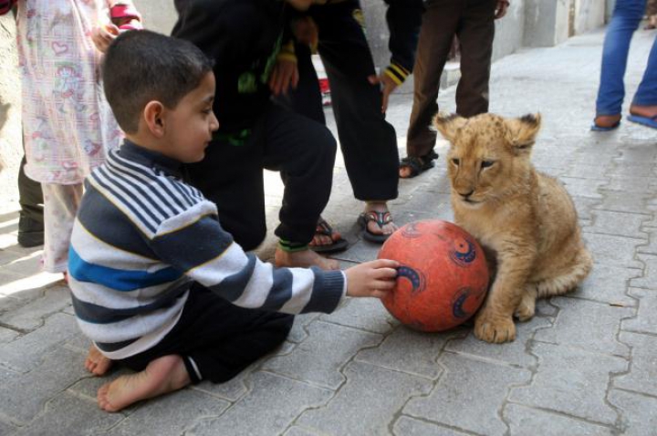 FOTOREPORT: Membrii adorabili ai unei familii din Gaza sunt hrăniţi ZILNIC cu kilograme de carne