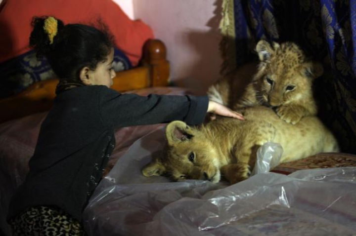 FOTOREPORT: Membrii adorabili ai unei familii din Gaza sunt hrăniţi ZILNIC cu kilograme de carne