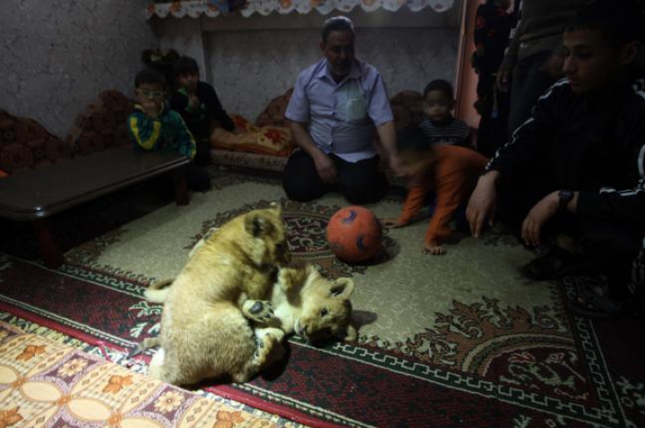 FOTOREPORT: Membrii adorabili ai unei familii din Gaza sunt hrăniţi ZILNIC cu kilograme de carne