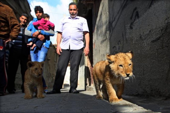 FOTOREPORT: Membrii adorabili ai unei familii din Gaza sunt hrăniţi ZILNIC cu kilograme de carne