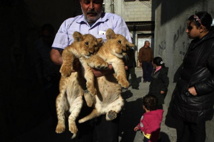 FOTOREPORT: Membrii adorabili ai unei familii din Gaza sunt hrăniţi ZILNIC cu kilograme de carne