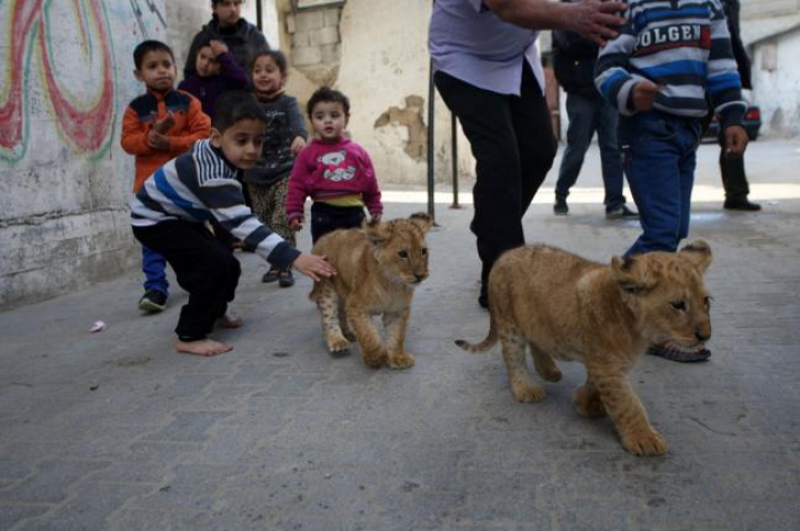 FOTOREPORT: Membrii adorabili ai unei familii din Gaza sunt hrăniţi ZILNIC cu kilograme de carne