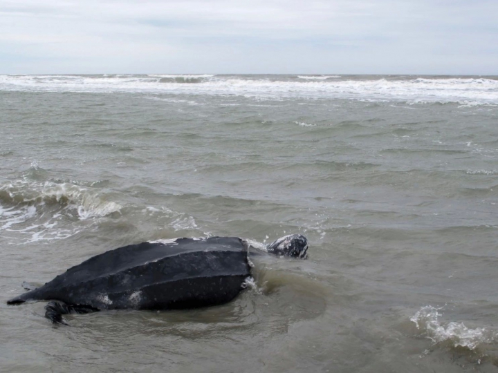 EMOŢIONANT! O broască ţestoasă gigant a primit o nouă şansă la viaţă (FOTO/VIDEO)