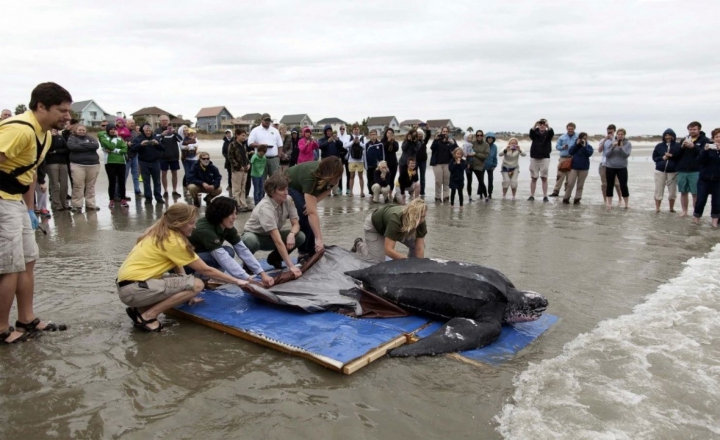 EMOŢIONANT! O broască ţestoasă gigant a primit o nouă şansă la viaţă (FOTO/VIDEO)