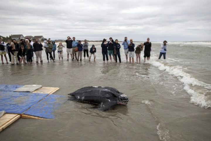 EMOŢIONANT! O broască ţestoasă gigant a primit o nouă şansă la viaţă (FOTO/VIDEO)