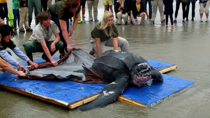 EMOŢIONANT! O broască ţestoasă gigant a primit o nouă şansă la viaţă (FOTO/VIDEO)