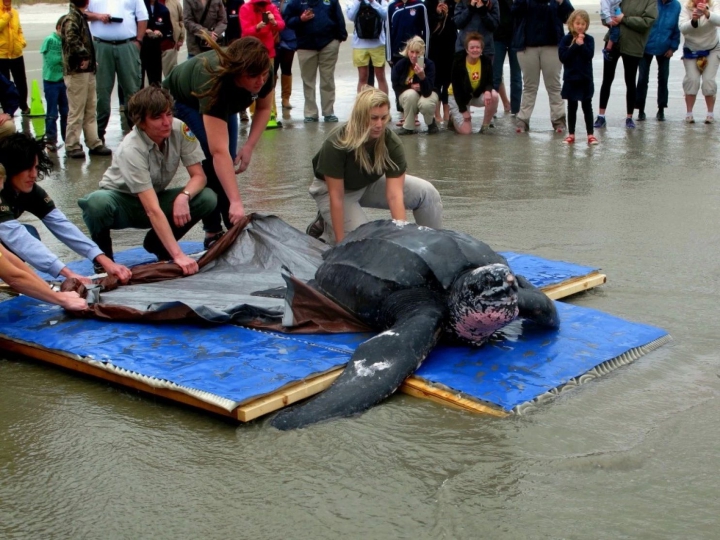 EMOŢIONANT! O broască ţestoasă gigant a primit o nouă şansă la viaţă (FOTO/VIDEO)