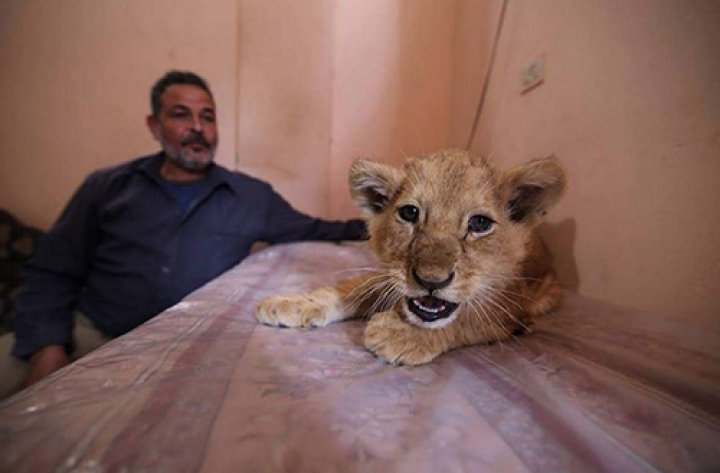 FOTOREPORT: Membrii adorabili ai unei familii din Gaza sunt hrăniţi ZILNIC cu kilograme de carne