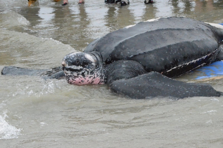 EMOŢIONANT! O broască ţestoasă gigant a primit o nouă şansă la viaţă (FOTO/VIDEO)