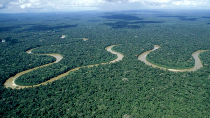 SENZAŢIONAL! O nouă specie de animale a fost descoperită în pădurile amazoniene (FOTO)