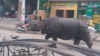 MOMENTE DRAMATICE! Un rinocer a făcut RAVAGII pe străzile unui oraş și a UCIS un om (VIDEO)