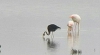 O nouă descoperire în lumea faunei. Biologii au observat un flamingo negru (VIDEO)