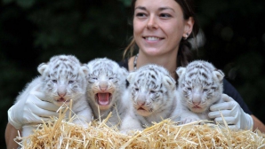 L-au salvat de la înec. Gestul EMOȚIONANT a doi tigri albi (VIDEO)