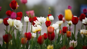 Temperaturi în creştere şi precipitaţii cu descărcări electrice. Câte grade vor indica termometrele