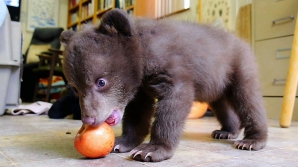 (VIDEO) Le-a venit în vizită şi a rămas pentru totdeauna. Ce avertizează însă zoologii 