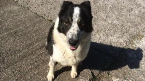 Scenariu de film! Un câine ciobănesc a urcan la volan şi a reuşit să pună în mişcare un tractor