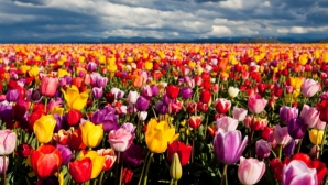 FRUMUSEŢE RARĂ la Ialoveni. Grădina unei familii s-a transformat într-un PARADIS AL LALELELOR