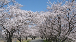Spectacolul naturii la Washington. Turiştii au venit special să admire cireşii înfloriţi (VIDEO)