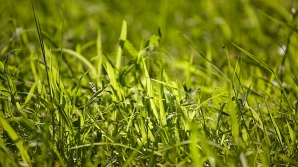 Concurs anual în Marea Britanie: Cine şi cu ce tunde iarba mai rapid (VIDEO)
