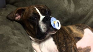 Suzeta pentru bebeluşi calmează şi câinii. Vezi un exemplu real (VIDEO)