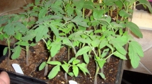 Fermierii au ieşit cu răsad pe piaţă. Ce aşteaptă cumpărătorii 