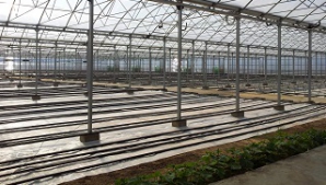 Avertizarea despre posibilele îngheţuri i-a pus în GARDĂ pe agricultori