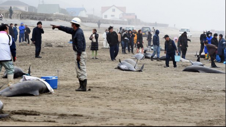 Descoperire MACABRĂ pe o plajă din Japonia! Peisajul a înspăimântat localnicii (FOTO)