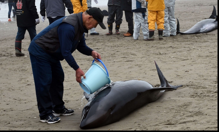 Descoperire MACABRĂ pe o plajă din Japonia! Peisajul a înspăimântat localnicii (FOTO)