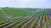 "Producţia va creşte". Programul de finanţare pentru sisteme de irigare, lăudat de fermieri (VIDEO)