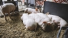 ''Omul are legea lui''. Reacţii la noile reguli de sacrificare a animalelor domestice (VIDEO)