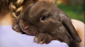 SCANDAL în Danemarca după ce un prezentator radio a tăiat un iepure în timpul emisiunii