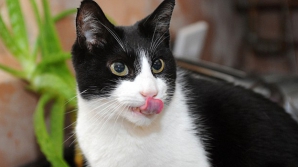 Cea mai zgomotoasă pisică din lume. Torsul felinei este mai puternic decât sunetul unei mașini de spălat