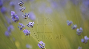 Vara își intră în drepturi! Câte grade vor indica termometrele