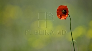 VINE CANICULA! Câte grade vor indica termometrele în următoarele zile