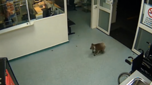 VIRAL pe Internet. Ce face un urs KOALA noaptea la spital (VIDEO)
