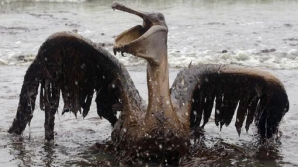 POLUARE cu PETROL. Mii de litri s-au scurs în Pacific din coasta Californiei