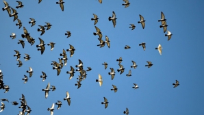 LUPTA CU PORUMBEII. Autoritățile din Columbia caută soluţii pentru reducerea numărului uriaş de păsări