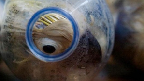 CRUZIME FĂRĂ MARGINI. Mai mulţi papagali, îndesaţi în sticle de plastic de traficanţi (FOTO)