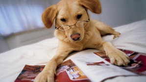 Surprize drăguțe și nu prea. Ce poți păți dacă ai animale de companie în casă (VIDEO)