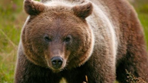 Puse la grea încercare! Ce au trebuit să facă câteva animale pentru a-şi dobândi hrana (VIDEO)