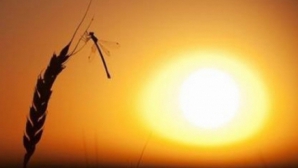 Aproape 50 de grade Celsius. Vremea toridă continuă să facă sute de victime în India 