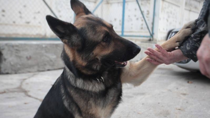 Andy le-a venit de hac! Trei moldoveni s-au ales cu planurile date peste cap (FOTO)