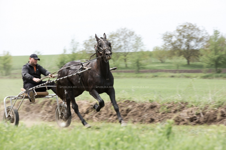 Cursă de cai la Ceadîr-Lunga! Finalul NEAŞTEPTAT al întrecerii i-a UIMIT pe spectatori (FOTOREPORT)